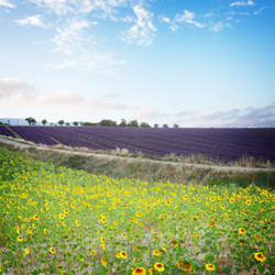 Similar image 20070191