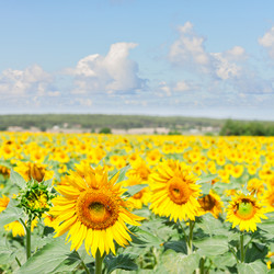 Similar image 20070192