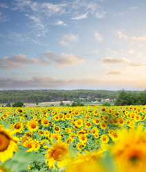 Similar image 20070193