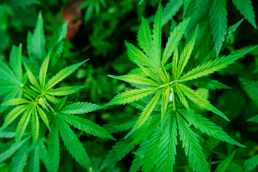 Similar image 20171850