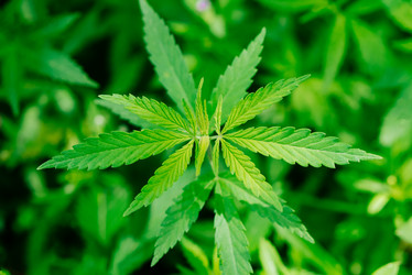 Similar image 20171875