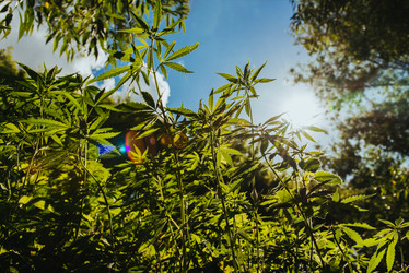 Similar image 20171877