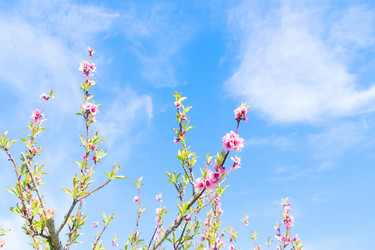 Similar image 20070226