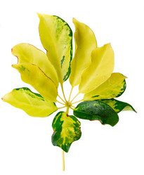 Similar image 20070264