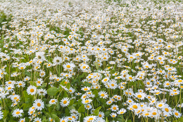 Similar image 19944605