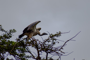 Similar image 20121017