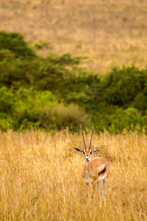 Similar image 20121038