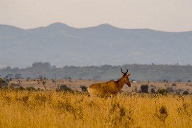 Similar image 20120826