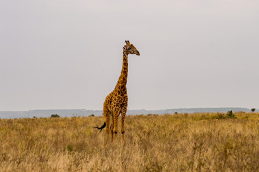 Similar image 20120881