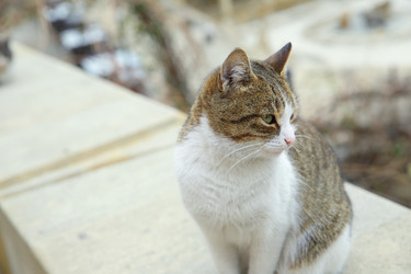 Similar image 20160487