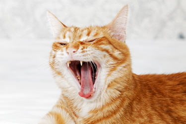 Similar image 19945539