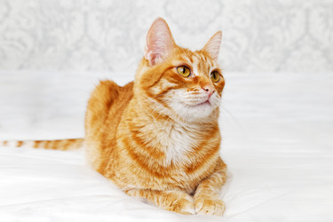 Similar image 20072480