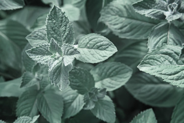 Similar image 20158518