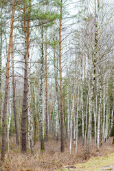 Similar image 20116267