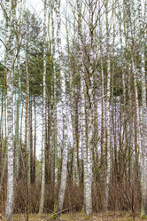 Similar image 20054588