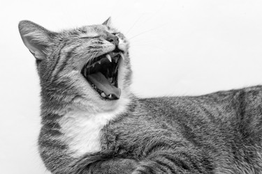 Similar image 20072734