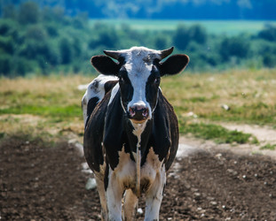 Similar image 19968213