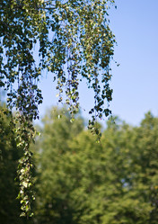 Similar image 19970454