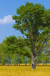 Similar image 19970484