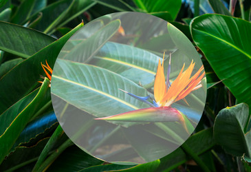 Similar image 20070676