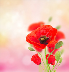 Similar image 20070708