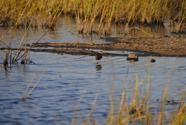 Similar image 20058830