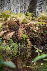 Similar image 20058891