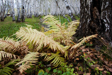 Similar image 20058908