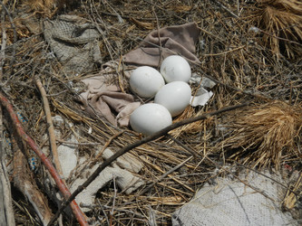 Similar image 20058811