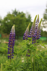 Similar image 20052915