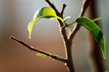 Similar image 20052916