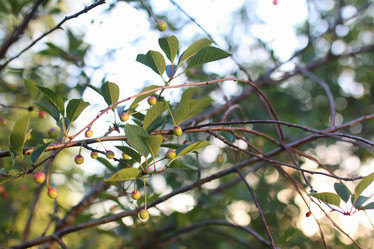 Similar image 20052933