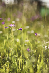 Similar image 20053119