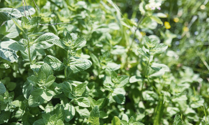 Similar image 20053129