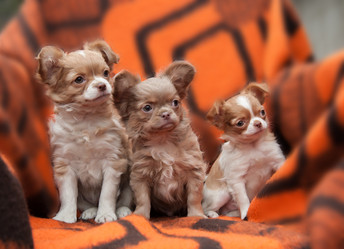 Similar image 20058416