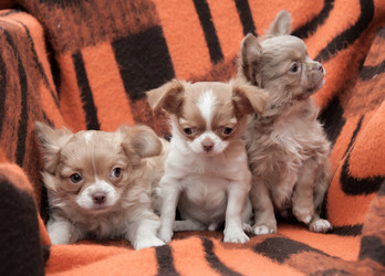 Similar image 20058350