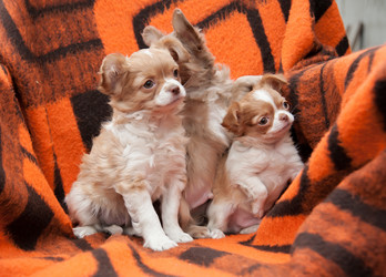 Similar image 20058354