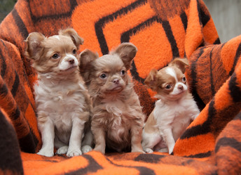 Similar image 20058367