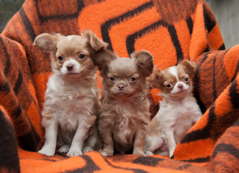 Similar image 20058388