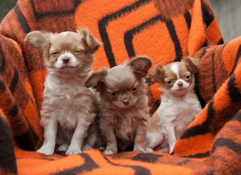 Similar image 20058392