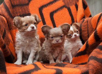 Similar image 20058396