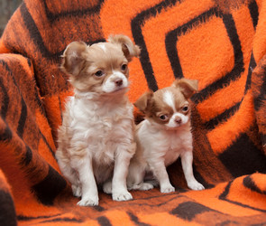 Similar image 20058375