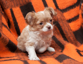 Similar image 20058377