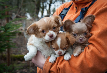 Similar image 20058404