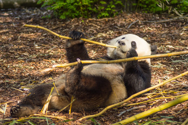 Similar image 20121841