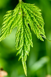 Similar image 19951725