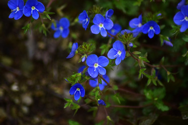 Similar image 19950566