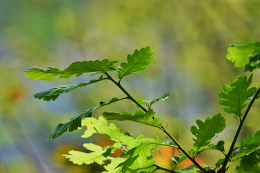 Similar image 19951019