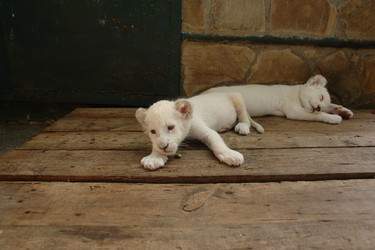 Similar image 20106256