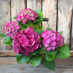 Similar image 19944763